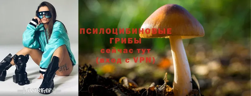 цена   Шагонар  Псилоцибиновые грибы Magic Shrooms 